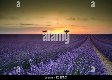 Raws lavande avec des arbres au coucher du soleil. Plateau de Valensole, Alpes de Haute Provence, Provence-Alpes-Côte d'Azur, France, Europe. Banque D'Images