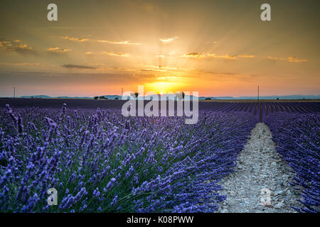 Raws lavande avec des arbres au coucher du soleil. Plateau de Valensole, Alpes de Haute Provence, Provence-Alpes-Côte d'Azur, France, Europe. Banque D'Images