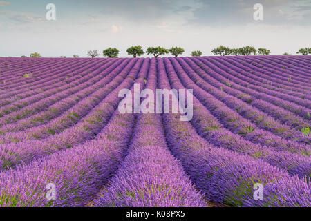 Raws lavande et d'arbres. Plateau de Valensole, Alpes de Haute Provence, Provence-Alpes-Côte d'Azur, France, Europe. Banque D'Images