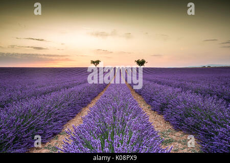 Raws lavande avec des arbres au coucher du soleil. Plateau de Valensole, Alpes de Haute Provence, Provence-Alpes-Côte d'Azur, France, Europe. Banque D'Images