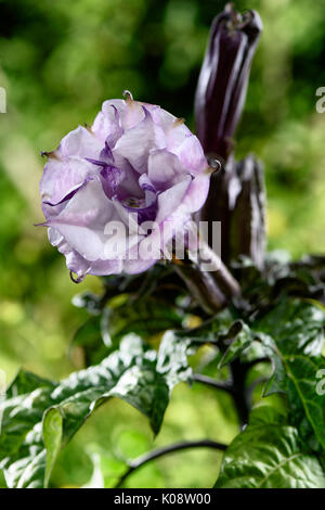 Datura metel fastuosa, Violet ballerine, fleur fleur. Alson savent comme trompette du diable ou trompette de l'ange. Banque D'Images