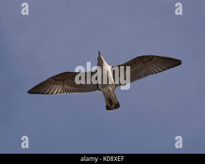 Goéland argenté (Larus argentatus, en vol, la baie de Morecambe, UK Banque D'Images