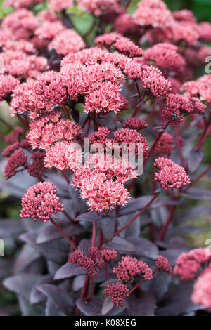 Hylotelephium fleurs en été. Banque D'Images