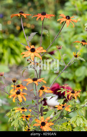 Dark centré fleurs des hardy, l'été à l'automne vivaces Rudbeckia triloba floraison, 'Prairie' Banque D'Images