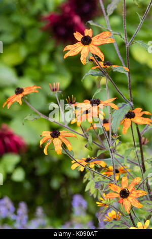 Dark centré fleurs des hardy, l'été à l'automne vivaces Rudbeckia triloba floraison, 'Prairie' Banque D'Images