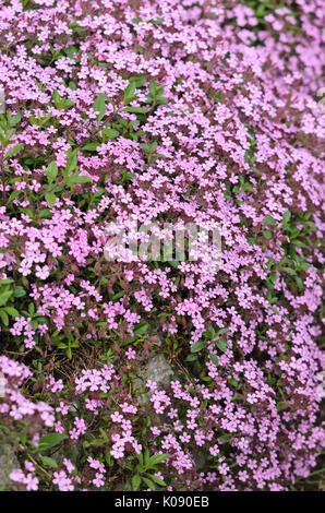 (Mountain sandwort arenaria montana) Banque D'Images