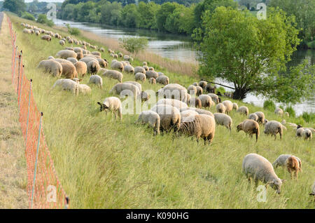 Le mouton domestique (Ovis orientalis) bélier sur une digue, le parc national de la vallée de l'Oder, Allemagne Banque D'Images