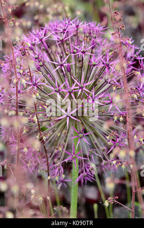 Étoile de Perse (Allium christophii) Banque D'Images