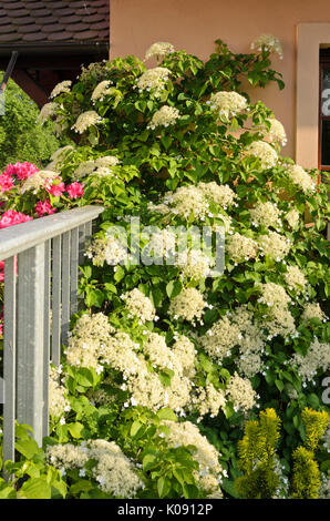 Hortensia grimpant (Hydrangea anomala subsp. petiolaris) Banque D'Images