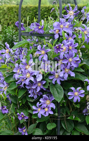 Clematis (clematis integrifolia solitaire 'juillet') Banque D'Images