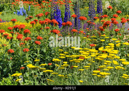 Fernleaf achillée (achillea filipendulina), croix de malte lychnis chalcedonica (syn. Silene chalcedonica) et larkspur (Delphinium elatum) Banque D'Images