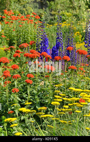 Fernleaf achillée (achillea filipendulina), croix de malte lychnis chalcedonica (syn. Silene chalcedonica) et larkspur (Delphinium elatum) Banque D'Images