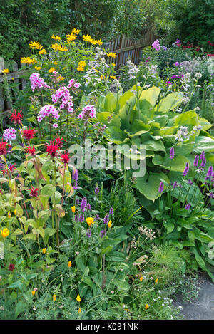 (Monarde monarda), jardin phlox (phlox paniculata), tournesol Heliopsis helianthoides (faux), hosta (Hosta) et bétoine (betonica Banque D'Images