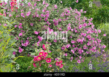 Tree mallow (lavatera olbia 'Rosea'), la rose trémière (Alcea rosea) et la lavande (lavandula angustifolia) Banque D'Images