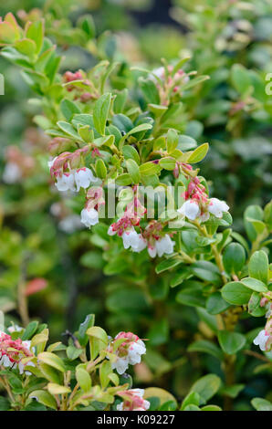 Airelle rouge (Vaccinium vitis-idaea) Banque D'Images