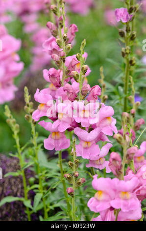 Muflier (Antirrhinum majus 'Rocket' orchidées rose) Banque D'Images