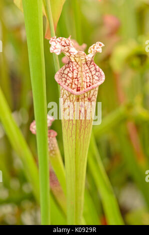 Trompette blanc pitcher (Sarracenia leucophylla) Banque D'Images