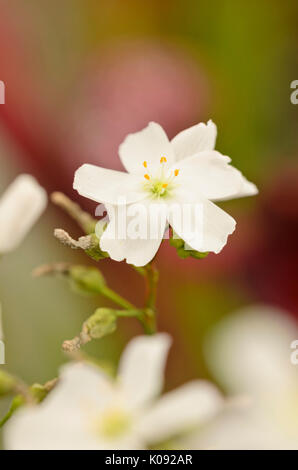 Tablier droséra filiforme (Drosera binata) Banque D'Images