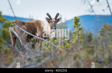 Disparition du caribou des bois dans le Nord de l'Alberta Banque D'Images