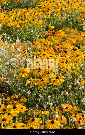 La rudbeckie hérissée (Rudbeckia hirta 'Indian Summer'), Papillon (gaura Gaura lindheimeri) et les œillets d'Inde (Tagetes) Banque D'Images