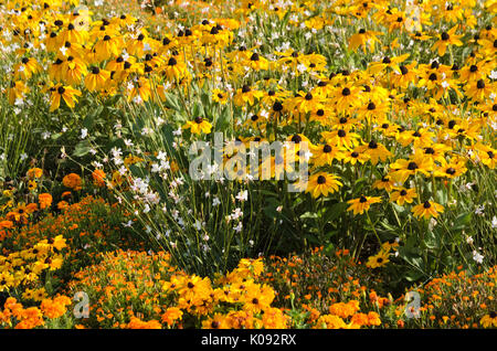 La rudbeckie hérissée (Rudbeckia hirta 'Indian Summer'), Papillon (gaura Gaura lindheimeri) et les œillets d'Inde (Tagetes) Banque D'Images