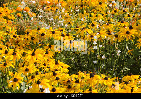 La rudbeckie hérissée (Rudbeckia hirta 'Indian Summer') et le papillon (gaura Gaura lindheimeri) Banque D'Images