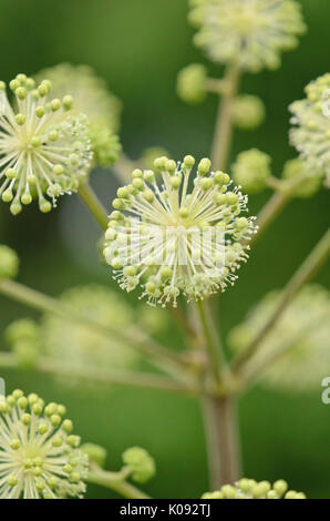 Spikenard aralia cordata (japonais) Banque D'Images