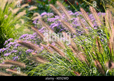 Fontaine naine (herbe pennisetum alopecuroides 'hameln') Banque D'Images