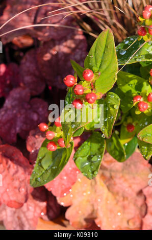 Millepertuis (Hypericum Magic Marbles rouge) et alumroot (Heuchère) Banque D'Images