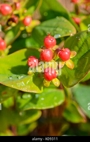 Millepertuis (Hypericum Magic Marbles rouge) Banque D'Images