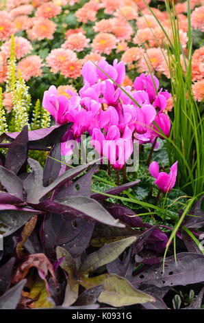 Le cyclamen, la patate douce (Ipomoea batatas) et le chrysanthème (Chrysanthemum) Banque D'Images