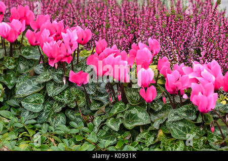 Cyclamen et bruyère commune (Calluna) Banque D'Images