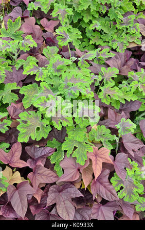 Géranium (pelargonium parfumée menthe chocolat) et la patate douce (Ipomoea batatas) Banque D'Images