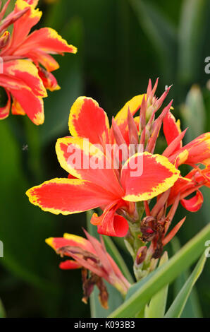 Indian shot (Canna indica 'lucifer') Banque D'Images