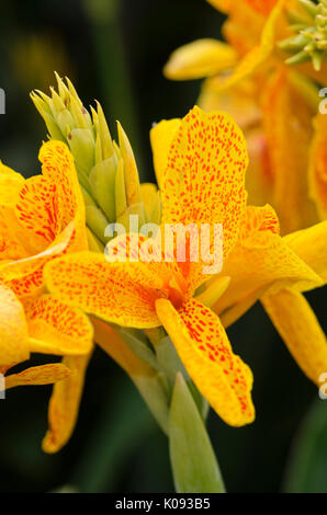 Indian shot (Canna indica 'königin charlotte') Banque D'Images