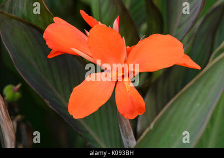 Indian shot (Canna indica 'verdi') Banque D'Images