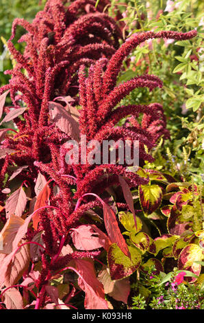Amarante rouge (Amaranthus cruentus 'oeschberg') Banque D'Images