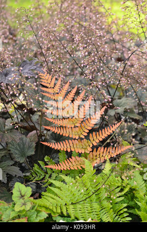 Lacy (Dryopteris erythrosora fougère d'automne) et poilue alumroot (Heuchera villosa 'frosted violet') Banque D'Images