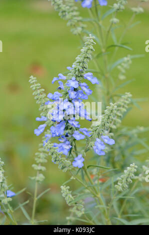 Prairie sauge (Salvia azurea var. grandiflora) Banque D'Images
