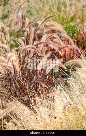 (Pennisetum setaceum herbe fontaine 'rubrum') et du Mexique (herbe plumes tenuissima ou traînasse ou centinode ou herbe aux cent syn. stipa tenuissima) Banque D'Images