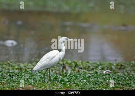 Grand Héron (Egretta caerulea) Banque D'Images