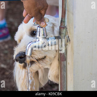 L'eau potable du robinet de chien Banque D'Images