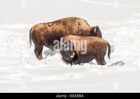 Le bison d'Amérique (Bison bison), alias buffalo, avec de jeunes vaches en hiver avec la neige qui tombe légèrement sur une journée ensoleillée Banque D'Images