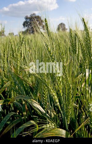 Close up blé Banque D'Images