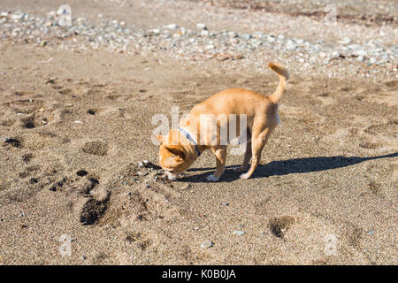 Chihuahua chien de compagnie Banque D'Images