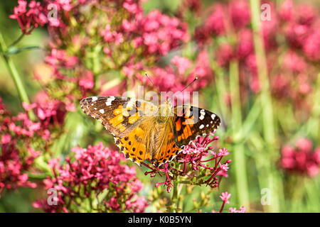 Une belle dame papillon aux ailes déployées, situé sur une fleur. Banque D'Images