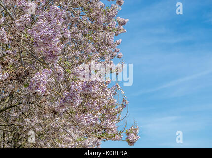 Paulownia fleurs arbres tormentosa Banque D'Images