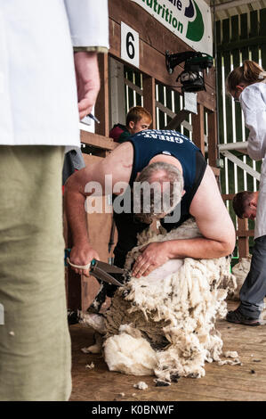 La tonte des moutons à la main le grand show Yorkshire UK Banque D'Images