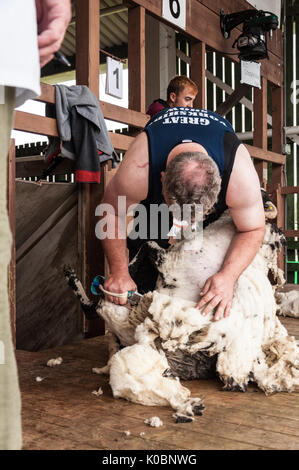 La tonte des moutons à la main le grand show Yorkshire UK Banque D'Images