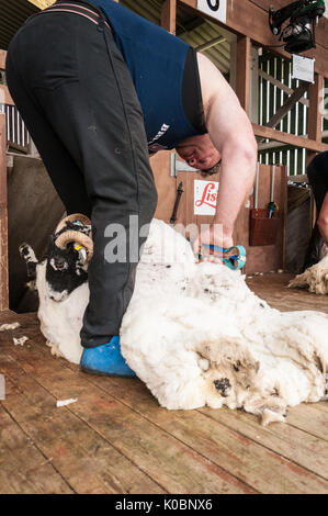 La tonte des moutons à la main le grand show Yorkshire UK Banque D'Images